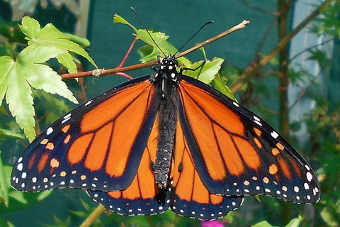 Skydancers Garden Gift & Cafe - Bridge Guide 0