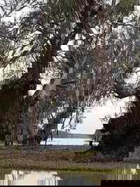 The Forest Door