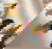 Courtney's Brasserie - Click Find