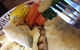 Hog's Breath Cafe Campbelltown - thumb 0