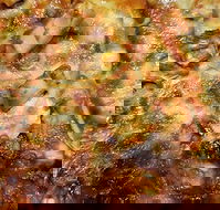 Sesame Pizza - Bridge Guide