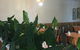 Emerald Lantern Chinese Restaurant - thumb 0