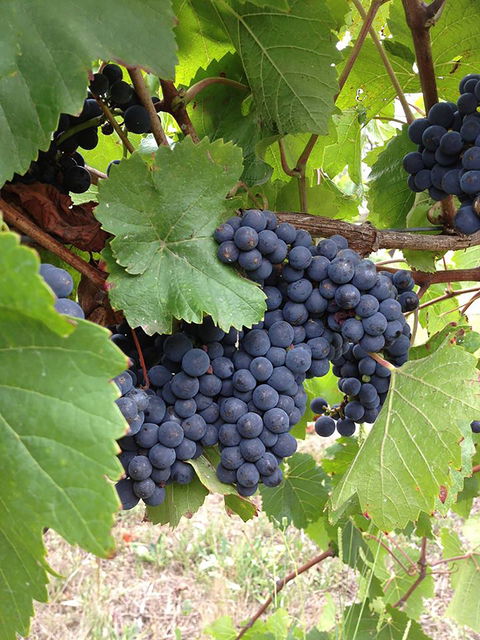 Marcus Hill Vineyard - Bet 4u 0