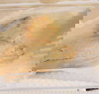 Swish 'n' Chips - Click Find