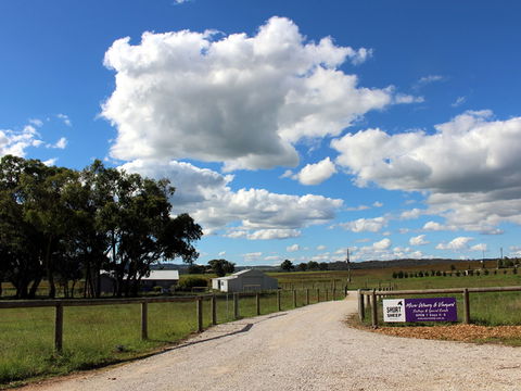 Short Sheep Micro-Winery - Lavinia 0
