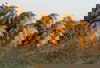 Australian Pumpkin Seed Company