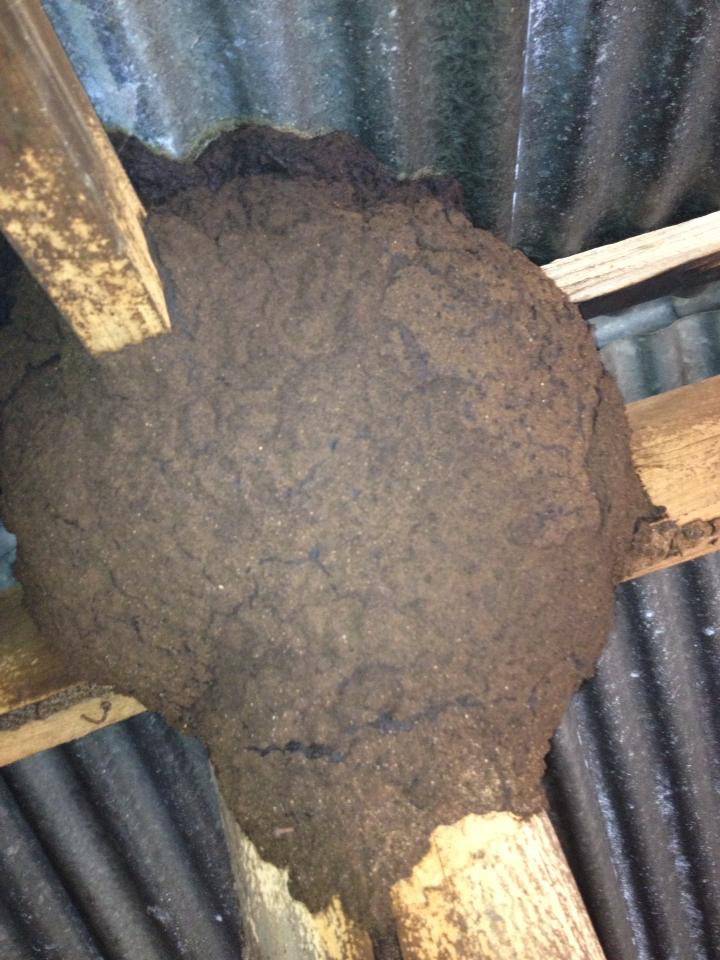 Weed Control Armidale NSW Click Find