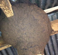 New England Pest Management - Click Find