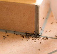 Wisemans Pest Control - Click Find