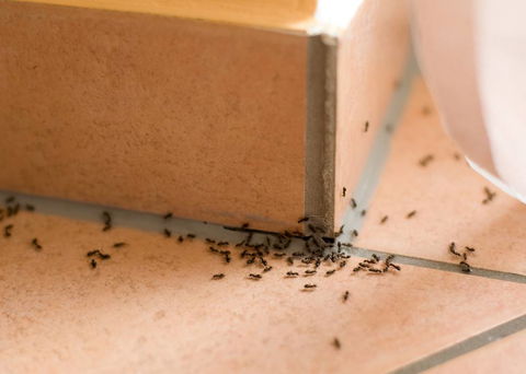 Wisemans Pest Control - Click Find 0