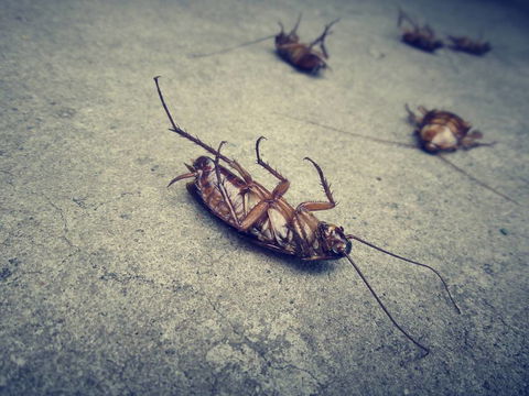 Wisemans Pest Control - Click Find 1