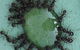 Accurate Pest Management - thumb 2