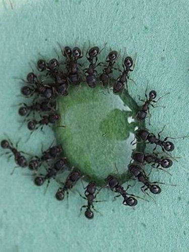 Accurate Pest Management - Click Find 2