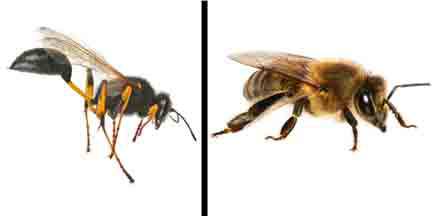 Statewide Pest Solutions - Click Find 0