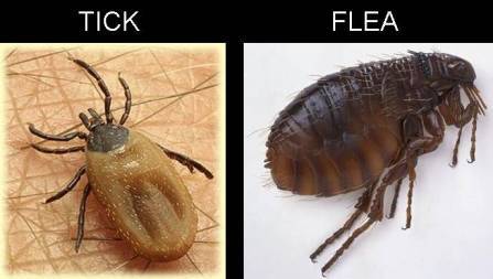 Statewide Pest Solutions - Click Find 2