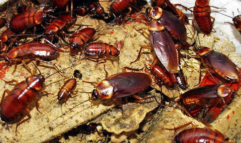 Statewide Pest Solutions - Click Find 3