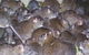 Statewide Pest Solutions - thumb 4