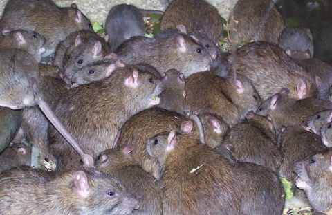 Statewide Pest Solutions - Click Find 4
