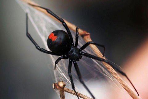 Statewide Pest Solutions - Click Find 5