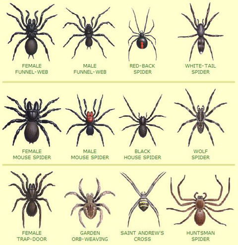 Statewide Pest Solutions - Click Find 6