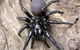 Statewide Pest Solutions - thumb 7