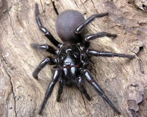 Statewide Pest Solutions - Click Find 7