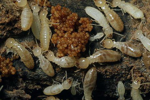 Statewide Pest Solutions - Click Find 8