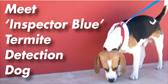 Pest Control Cannonvale QLD Click Find