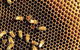 Bees Creek Honey - thumb 3
