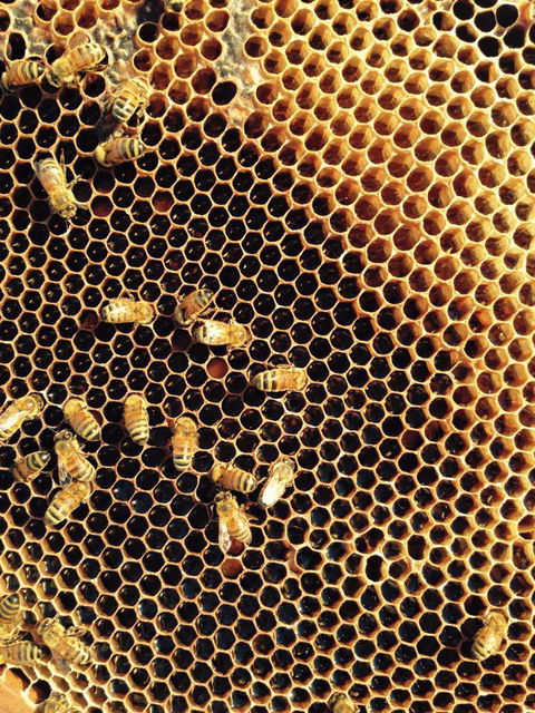 Bees Creek Honey - DBD 3