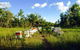 Bees Creek Honey - thumb 4
