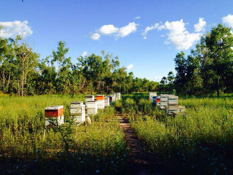 Bees Creek Honey - DBD 4
