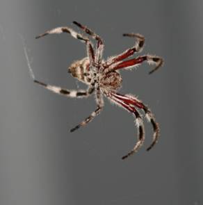 Inland Pest Management - Lavinia 0