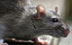 Inland Pest Management - thumb 1