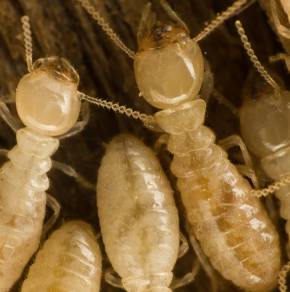 Inland Pest Management - Lavinia 2