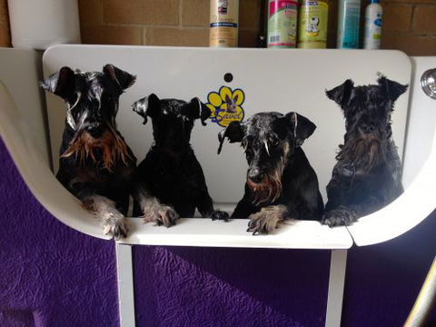 Byron Dog Grooming - Click Find 0