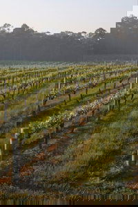 Cape Grace Wines