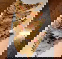 Phill Bean - Bridge Guide