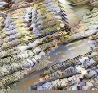 Il Pasticcino - Bet 4u