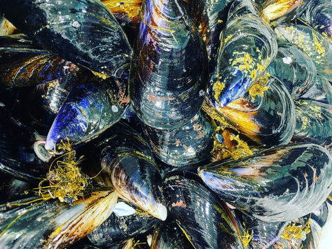 Pearly Oyster Bar And Farm - Click Find 2