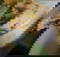 Ankara Kebabs Bakery - Click Find