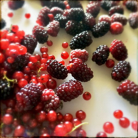 Gentle Annie Berry Gardens - Click Find 1