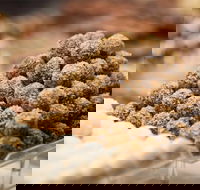 Mayfield Chocolates - Spring Hill - Click Find