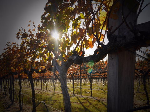 Pyramids Road Wines - Click Find 0