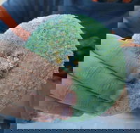 Ciao Man - Click Find