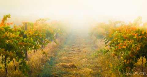 Poonawatta - Bet 4u 0