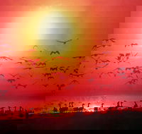 Four Birds - Click Find