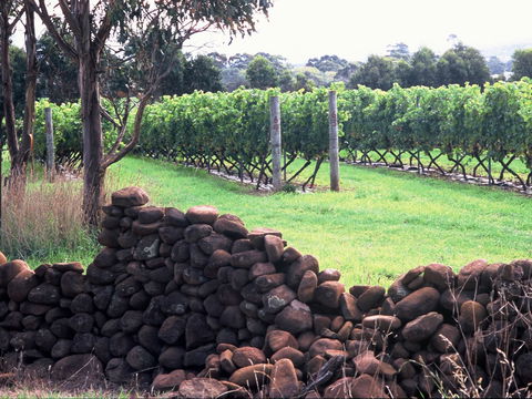 Spring Vale Vineyard - Lavinia 0