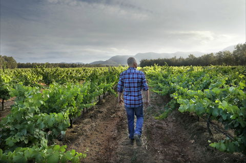 Thomas Wines - Click Find 2