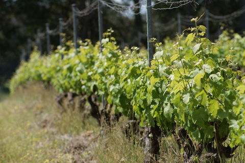 Barton Jones Wines - Click Find 1